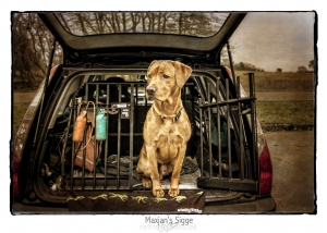 sigge bag i bilen_web